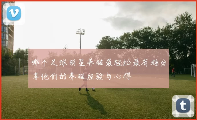 哪个足球明星养猫最轻松最有趣分享他们的养猫经验与心得